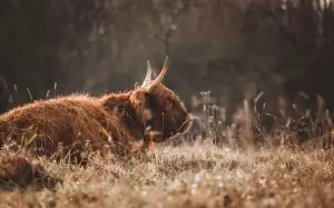 Jak Zasadit Pomlázku